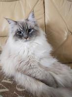 Zeer lieve Siberische bluetabby point kater, Ontwormd, 0 tot 2 jaar, Kater