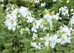 Judaspenning witte bloem, Ophalen, Zomer, Overige soorten, Volle zon