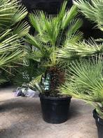 Chamaerops Humilis, Tuin en Terras, Planten | Bomen, Minder dan 100 cm, Zomer, Volle zon, Ophalen of Verzenden