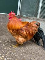 Zyno, mooie haan, Dieren en Toebehoren, Mannelijk, Kip