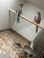 Koppel gezoomde bourkes | bourkes | parkieten, Dieren en Toebehoren