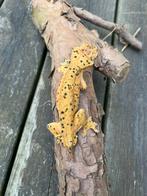 1.1 super dalmatiër wimpergekko's, bewezen koppel, Dieren en Toebehoren, Hagedis, 3 tot 6 jaar