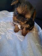 Te koop hele lieve Yorkshire Terrier puppies, Yorkshire Terriër, CDV (hondenziekte), 8 tot 15 weken, Meerdere