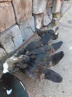 5 Jonge zelfstandige muskuseendjes, Dieren en Toebehoren, Pluimvee