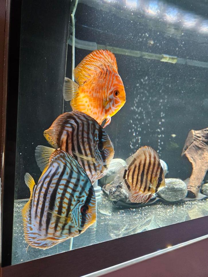 Discusvissen stendker koppel, Dieren en Toebehoren, Vissen | Aquariumvissen, Vis