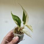 Epipremnum Cebu Blue variegata, Ophalen of Verzenden, Minder dan 100 cm