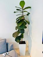 2m + Ficus Lyrata. Water gauged pot included, Ophalen, Ficus, Halfschaduw