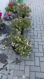 3 dwerg weigelia’s in pot, Tuin en Terras, Ophalen, Zomer, Volle zon