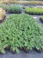 Persicaria 'Blackfield', €5,00, Ophalen, Halfschaduw