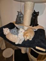 Brits korthaar kittens, Poes, Ontwormd