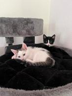 super lieve kittens, Dieren en Toebehoren, Katten en Kittens | Overige Katten, Meerdere dieren, Kortharig, 0 tot 2 jaar