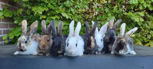 6 jonge konijnen te koop, Dieren en Toebehoren, Konijnen, Middelgroot, Meerdere dieren, 0 tot 2 jaar