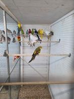 Koppel ijsduiven, Dieren en Toebehoren, Vogels | Duiven, Meerdere dieren, Overige soorten