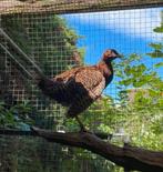 Bosfazant hen tekoop, Dieren en Toebehoren, Vrouwelijk, Overige soorten
