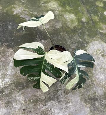 Monstera Jungle Mint Ø19 beschikbaar voor biedingen