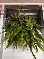 Ephiphyllum pumilum, Ophalen of Verzenden, Overige soorten, Halfschaduw, Minder dan 100 cm