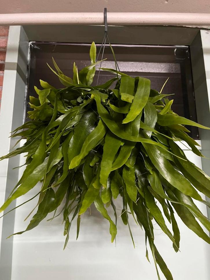 Ephiphyllum pumilum, Huis en Inrichting, Kamerplanten, Overige soorten, Minder dan 100 cm, Halfschaduw, Ophalen of Verzenden