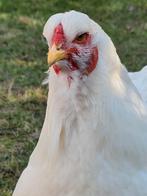 BRAHMA LEMON PYLE broedeieren, Dieren en Toebehoren, Pluimvee, Geslacht onbekend, Kip