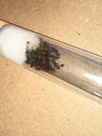 Camponotus nicobarensis mieren kolonie 25w, Dieren en Toebehoren