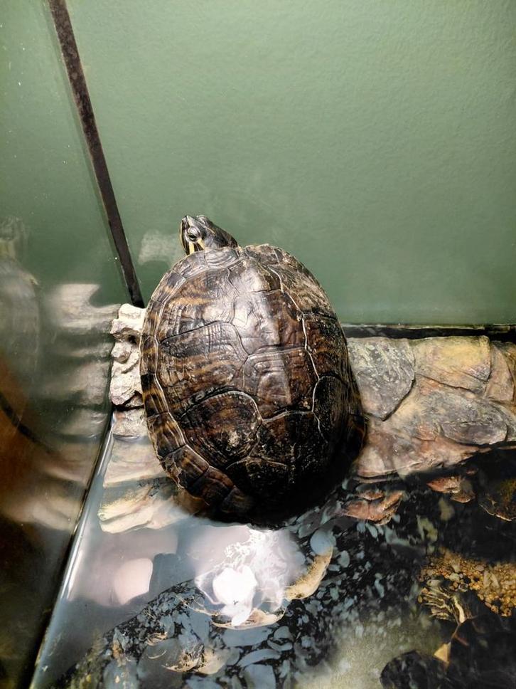 2 waterschildpadden met bak, Dieren en Toebehoren, Reptielen en Amfibieën, Schildpad, 7 tot 10 jaar, Met terrarium