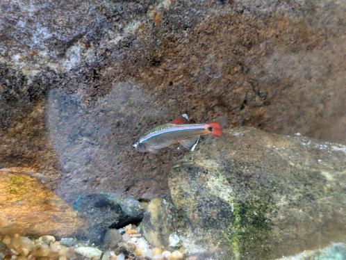 14 Chinese danios, Dieren en Toebehoren, Vissen | Aquariumvissen, Vis
