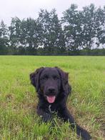 Friese stabij*waterhond pups, Dieren en Toebehoren, Overige rassen, CDV (hondenziekte), 8 tot 15 weken, Meerdere