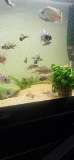 Ob multocolor mix jongen, Vis