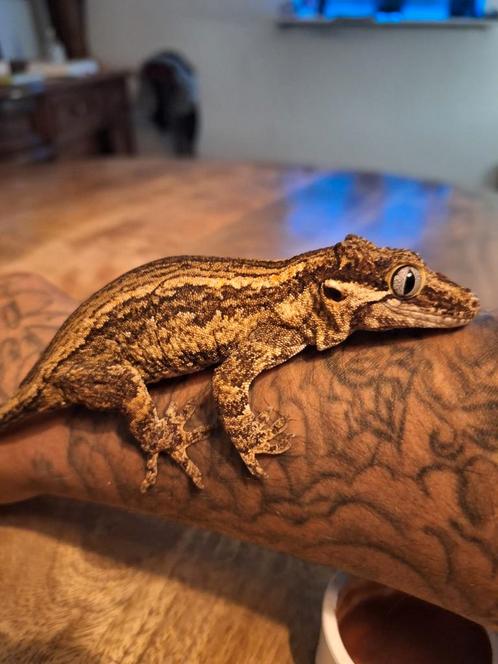 Tamme gargoyle gekko vrouw inclusief Exo terra, Dieren en Toebehoren, Reptielen en Amfibieën, Hagedis