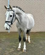 🎄Gave, lieve en knappe ruin!🤩🐴🎄, Ruin, D pony (1.37m tot 1.48m), Gechipt, 3 tot 6 jaar