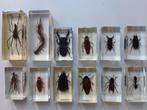 12 insecten in hars., Verzamelen, Dierenverzamelingen, Zo goed als nieuw, Ophalen