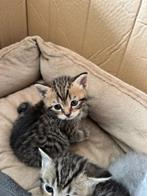 Britse korthaar kittens., Dieren en Toebehoren, Kater