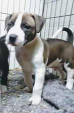 Mooie Amerikaanse Stafford pitbull pups ouderwetse puppies, Rabiës (hondsdolheid), Reu, 8 tot 15 weken, American Staffordshire Terriër