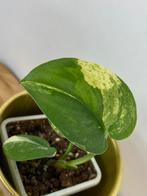 Scindapsus Jade Satin Variegata #2, Ophalen of Verzenden, Overige soorten, Minder dan 100 cm