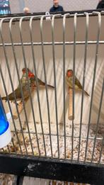 Binsen astrilde, Dieren en Toebehoren, Vogels | Overige Vogels, Mannelijk