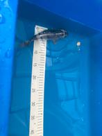 Te kooi mooie koi, Dieren en Toebehoren, Vissen | Vijvervissen, Karper of Koi