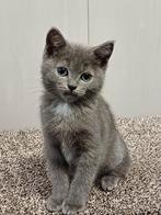 Super leuke kittens Brits Korthaar x Ragdoll beschikbaar., Meerdere dieren, Gechipt, 0 tot 2 jaar