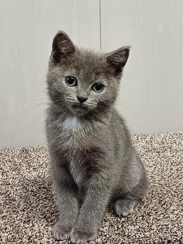 Super leuke kittens Brits Korthaar x Ragdoll beschikbaar. beschikbaar voor biedingen