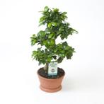 Ficus microcarpa Ginseng (S-type), Huis en Inrichting, Kamerplanten, Minder dan 100 cm, Ficus, Halfschaduw, Verzenden