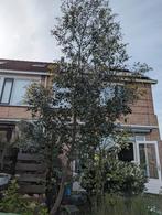 Eucalyptus boom., Tuin en Terras, Planten | Bomen, Overige soorten, Ophalen