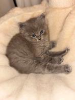 Lieve Britse korthaar x Ragdoll seal point kitten (mannetje), Kater, Langharig, 0 tot 2 jaar