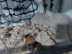 Boa constructor koppel met terrarium., Dieren en Toebehoren, Slang, Met terrarium, 0 tot 2 jaar