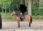 Pony te koop, Dieren en Toebehoren, Pony's, B, C pony (1.27m tot 1.37m), 11 jaar of ouder, Recreatiepony