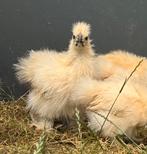 Citroen Zijdehoen kriel haantje, Dieren en Toebehoren, Mannelijk, Kip