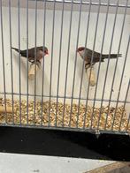 Koppel Sint Helena fazantjes, Meerdere dieren