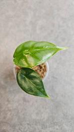 Alocasia Reversa, Ophalen of Verzenden, Halfschaduw, Minder dan 100 cm
