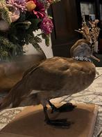 Opgezette Eend met Ketting, Verzamelen, Dierenverzamelingen, Ophalen of Verzenden, Zo goed als nieuw, Overige soorten, Opgezet dier