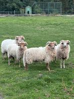 Drentse Heideschaap, Dieren en Toebehoren, Schapen, Geiten en Varkens, Mannelijk, Schaap