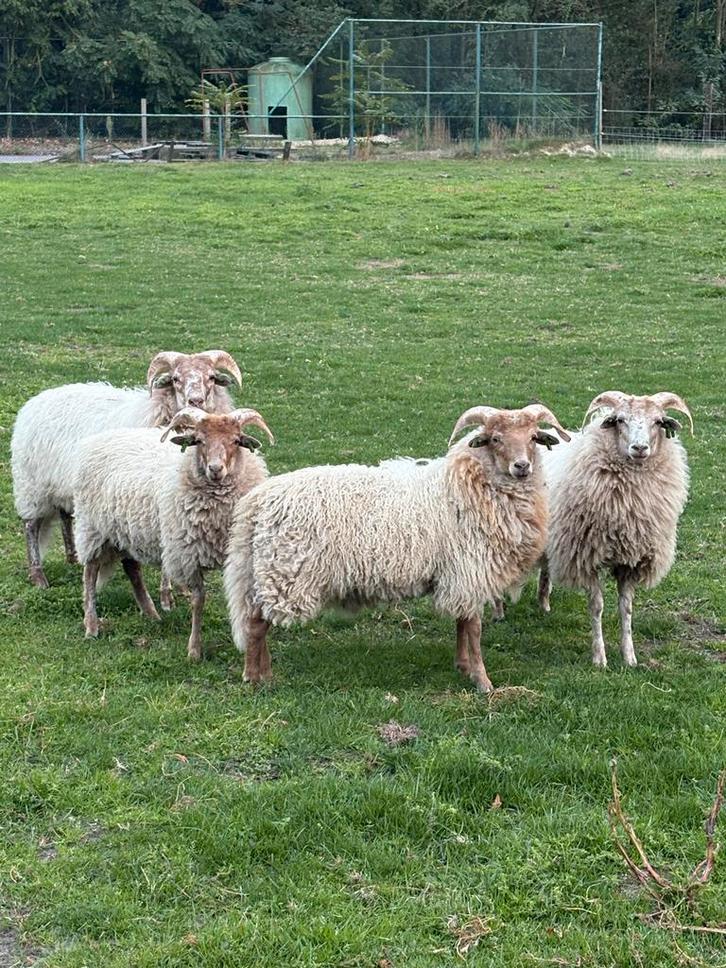Drentse Heideschaap, Dieren en Toebehoren, Schapen, Geiten en Varkens, Schaap, Mannelijk