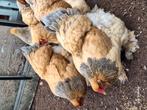 Brahma broedeieren, Dieren en Toebehoren, Geslacht onbekend, Kip
