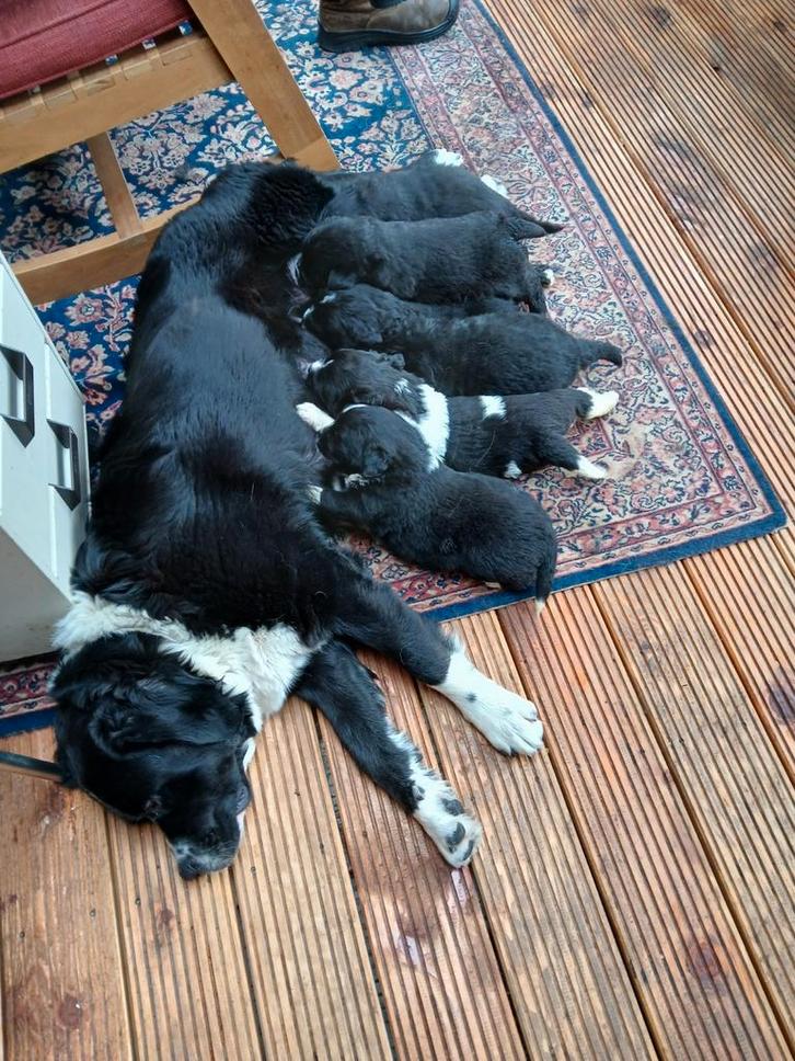 Boulab x Newfoundlander x Tatra pups, Dieren en Toebehoren, Honden | Niet-rashonden, Groot, Meerdere dieren, Fokker | Hobbymatig